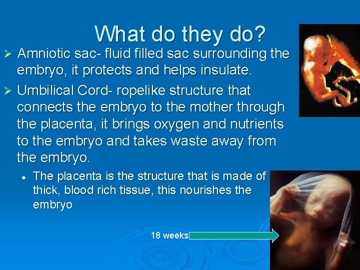 What do they do? Amniotic sac- fluid filled sac surrounding the embryo, it protects