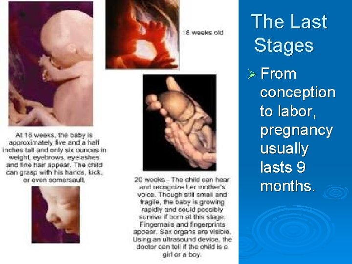 The Last Stages Ø From conception to labor, pregnancy usually lasts 9 months. 