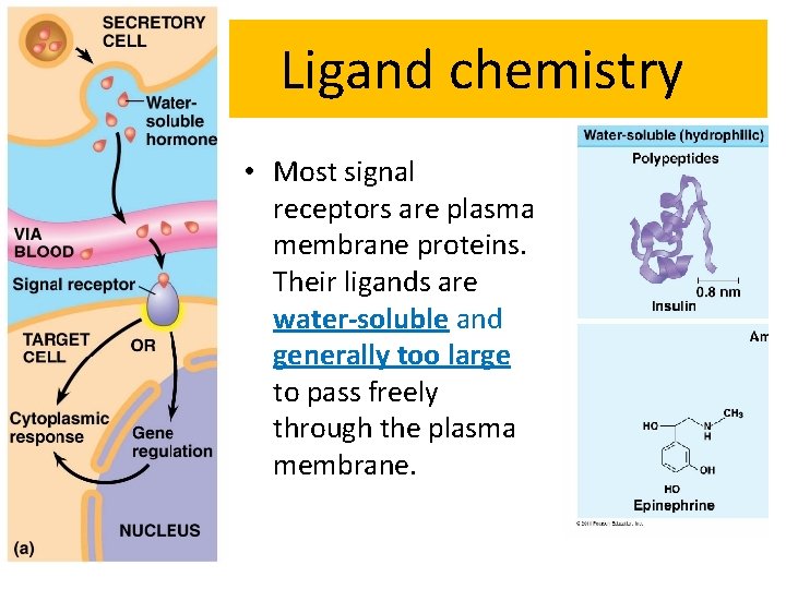 Ligand chemistry • Most signal receptors are plasma membrane proteins. Their ligands are water-soluble