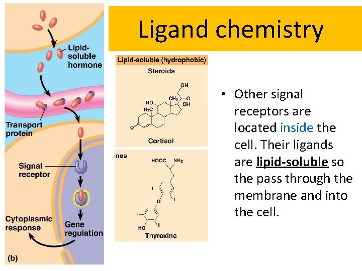Ligand chemistry • Other signal receptors are located inside the cell. Their ligands are