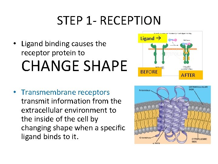 STEP 1 - RECEPTION • Ligand binding causes the receptor protein to CHANGE SHAPE