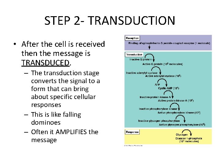 STEP 2 - TRANSDUCTION • After the cell is received then the message is