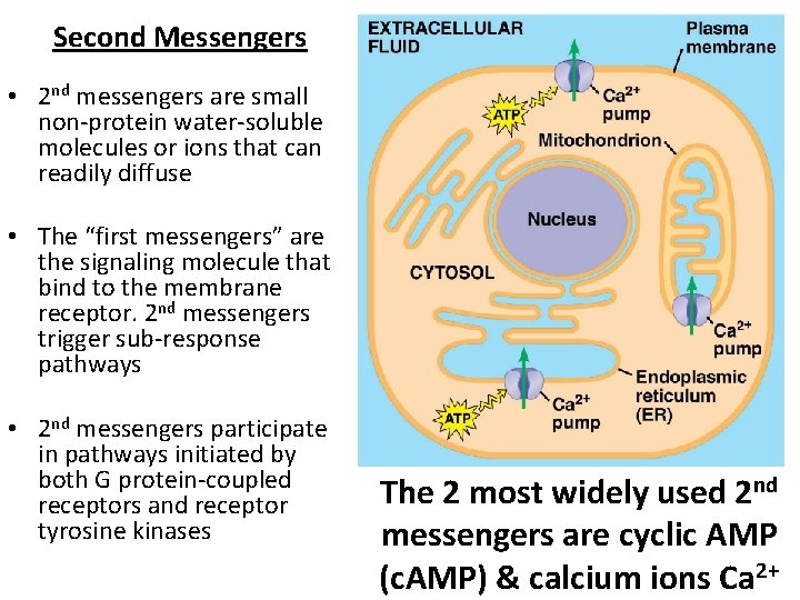 Second Messengers • 2 nd messengers are small non-protein water-soluble molecules or ions that