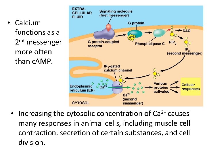  • Calcium functions as a 2 nd messenger more often than c. AMP.