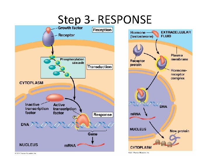 Step 3 - RESPONSE 