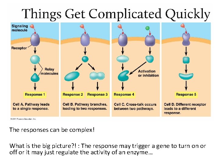 The responses can be complex! What is the big picture? ! : The response