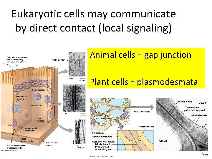 Eukaryotic cells may communicate by direct contact (local signaling) Animal cells = gap junction