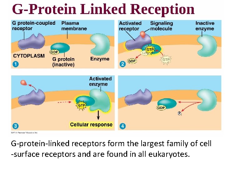 G-protein-linked receptors form the largest family of cell -surface receptors and are found in