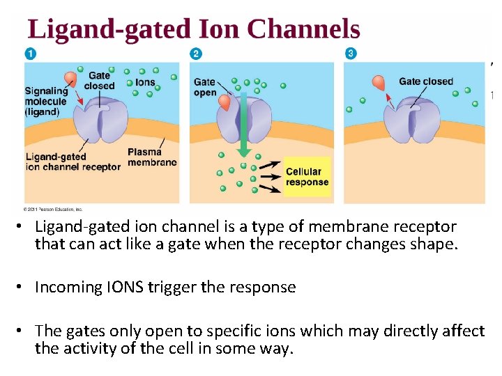  • Ligand-gated ion channel is a type of membrane receptor that can act