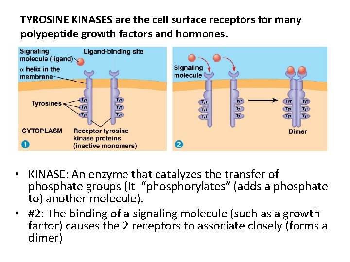 TYROSINE KINASES are the cell surface receptors for many polypeptide growth factors and hormones.