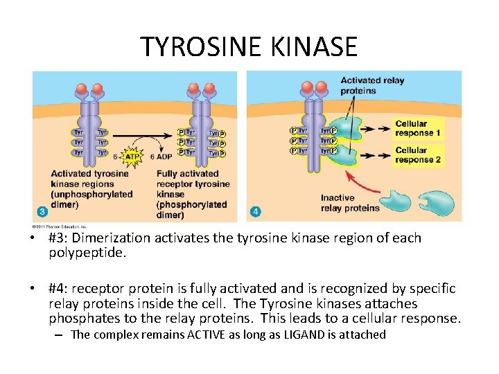 TYROSINE KINASE • #3: Dimerization activates the tyrosine kinase region of each polypeptide. •