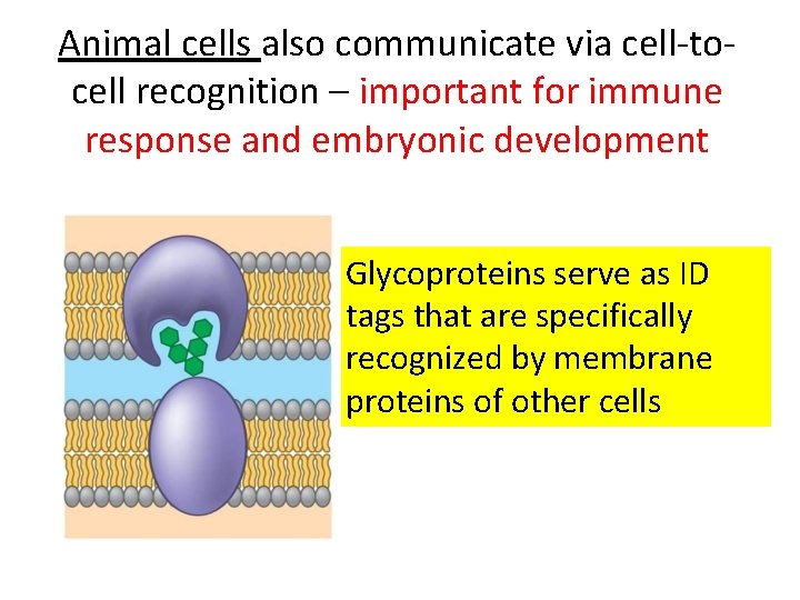 Animal cells also communicate via cell-tocell recognition – important for immune response and embryonic