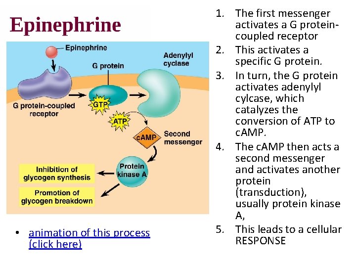  • animation of this process (click here) 1. The first messenger activates a