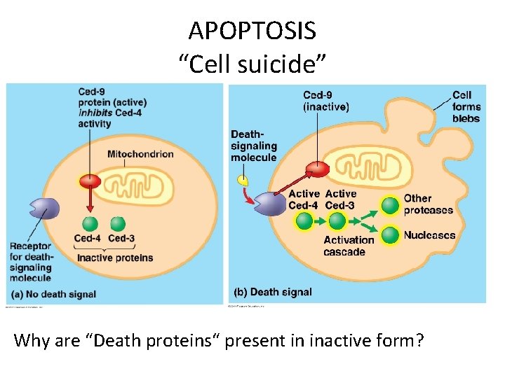 APOPTOSIS “Cell suicide” Why are “Death proteins“ present in inactive form? 