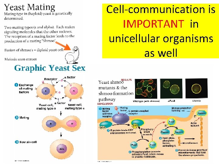 Cell-communication is IMPORTANT in unicellular organisms as well 
