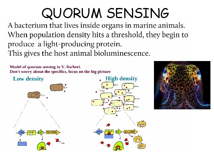 QUORUM SENSING 
