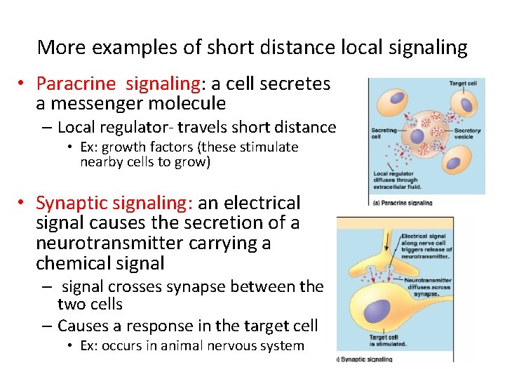 More examples of short distance local signaling • Paracrine signaling: a cell secretes a