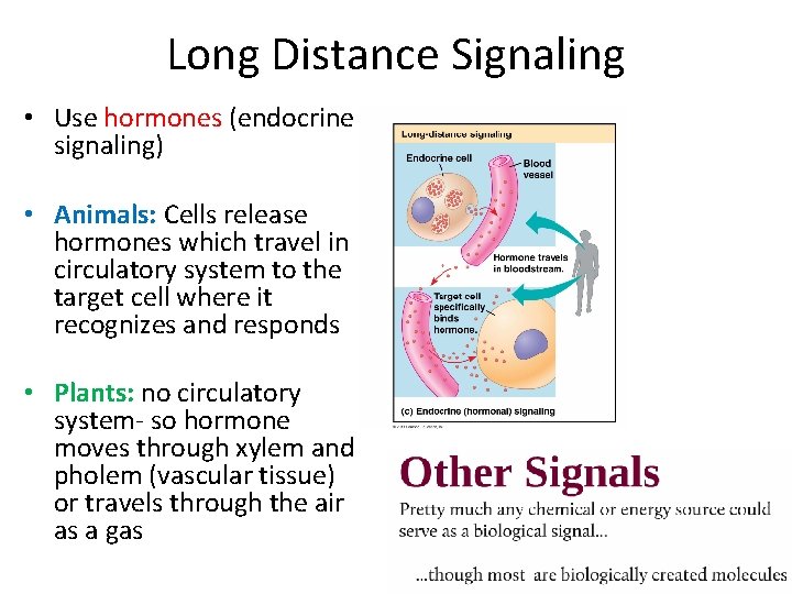 Long Distance Signaling • Use hormones (endocrine signaling) • Animals: Cells release hormones which