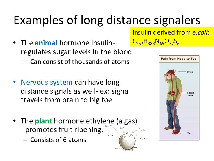 Examples of long distance signalers • The animal hormone insulinregulates sugar levels in the