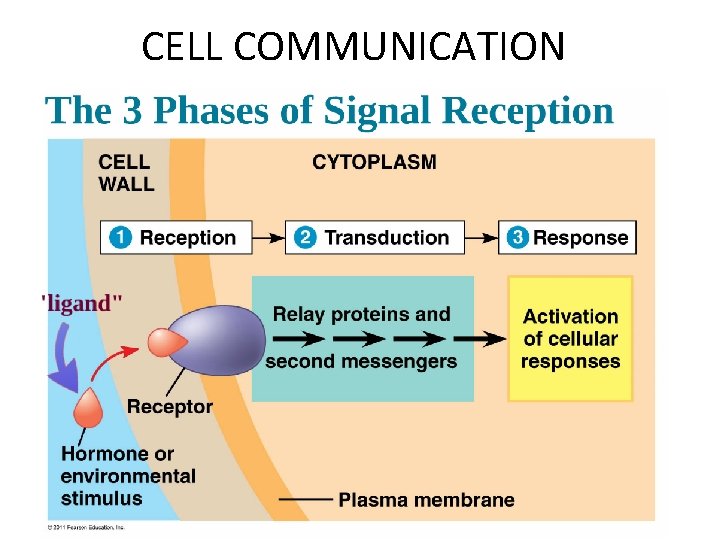 CELL COMMUNICATION 