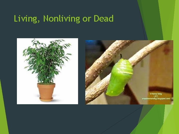 Living, Nonliving or Dead 