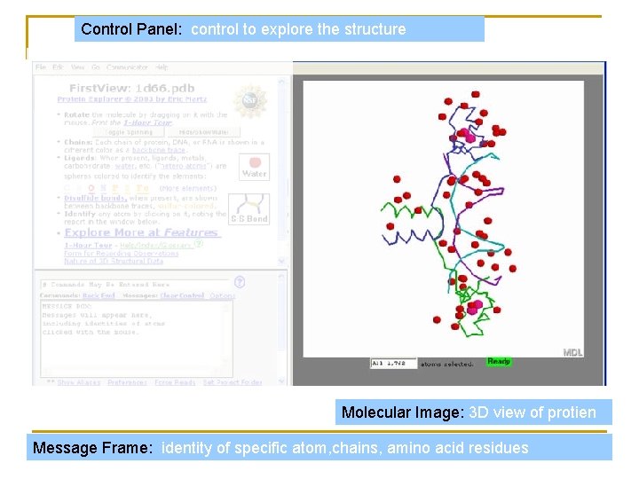Control Panel: control to explore the structure Molecular Image: 3 D view of protien