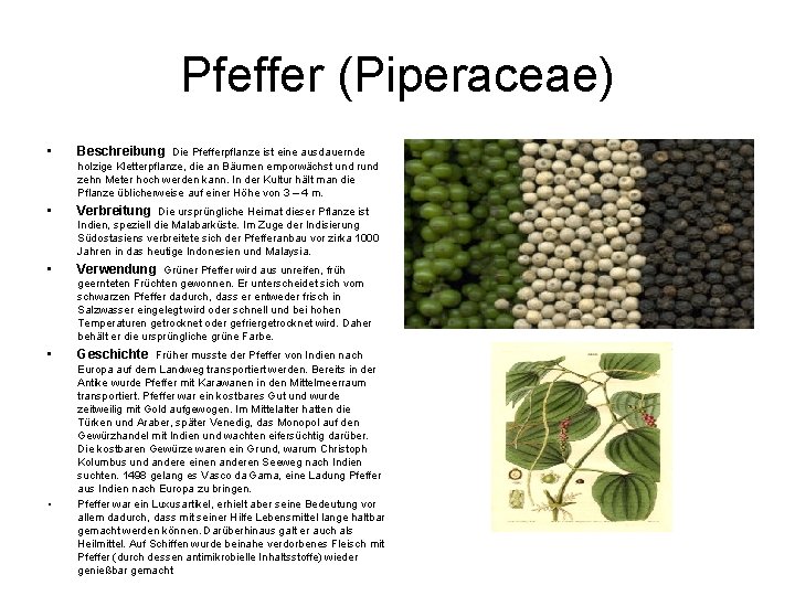 Pfeffer (Piperaceae) • Beschreibung Die Pfefferpflanze ist eine ausdauernde holzige Kletterpflanze, die an Bäumen