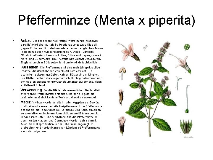 Pfefferminze (Menta x piperita) • Anbau Die besonders heilkräftige Pfefferminze (Mentha x piperita) wird
