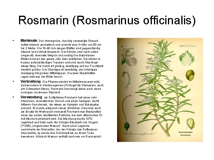 Rosmarin (Rosmarinus officinalis) • Merkmale Der immergrüne, buschig verzweigte Strauch duftet intensiv aromatisch und
