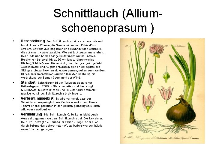 Schnittlauch (Alliumschoenoprasum ) • Beschreibung Der Schnittlauch ist eine ausdauernde und horstbildende Pflanze, die