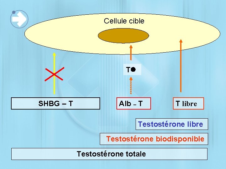 Cellule cible T SHBG – T Alb – T T libre Testostérone biodisponible Testostérone