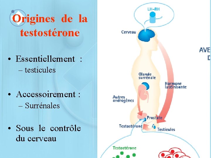 Origines de la testostérone • Essentiellement : – testicules • Accessoirement : – Surrénales