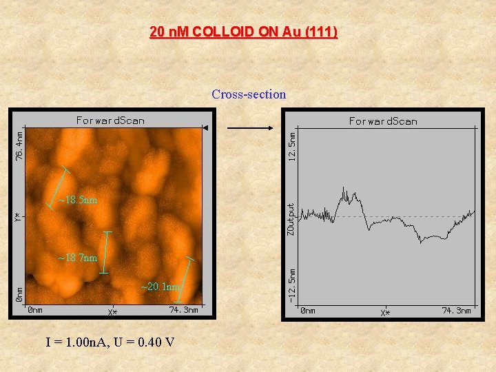 20 n. M COLLOID ON Au (111) Cross-section ~18. 5 nm ~18. 7 nm