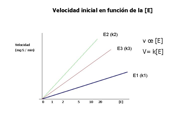 Velocidad inicial en función de la [E] E 2 (k 2) Velocidad v œ