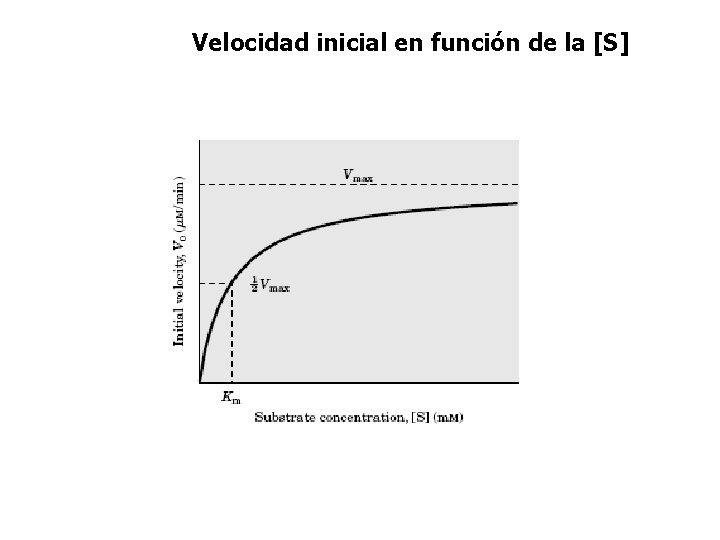 Velocidad inicial en función de la [S] 