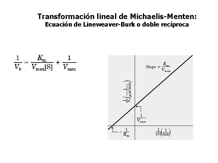 Transformación lineal de Michaelis-Menten: Ecuación de Lineweaver-Burk o doble recíproca 