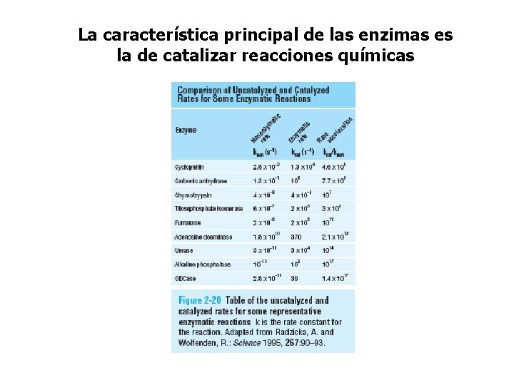 La característica principal de las enzimas es la de catalizar reacciones químicas 