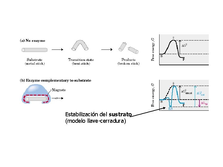 Estabilización del sustrato (modelo llave-cerradura) 