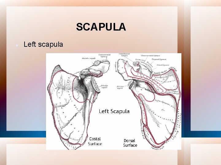 SCAPULA Left scapula 