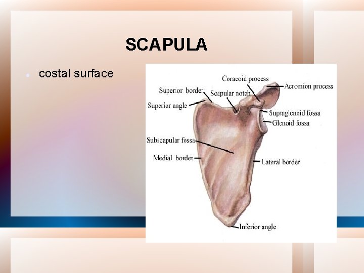 SCAPULA costal surface 