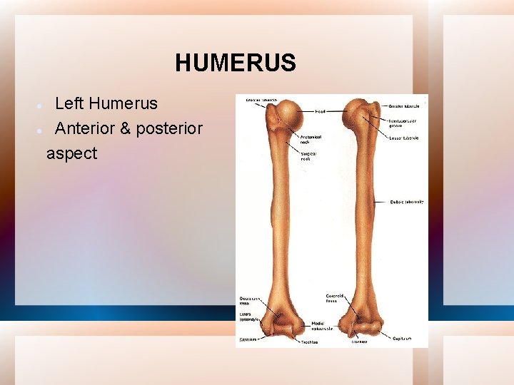 HUMERUS Left Humerus Anterior & posterior aspect 