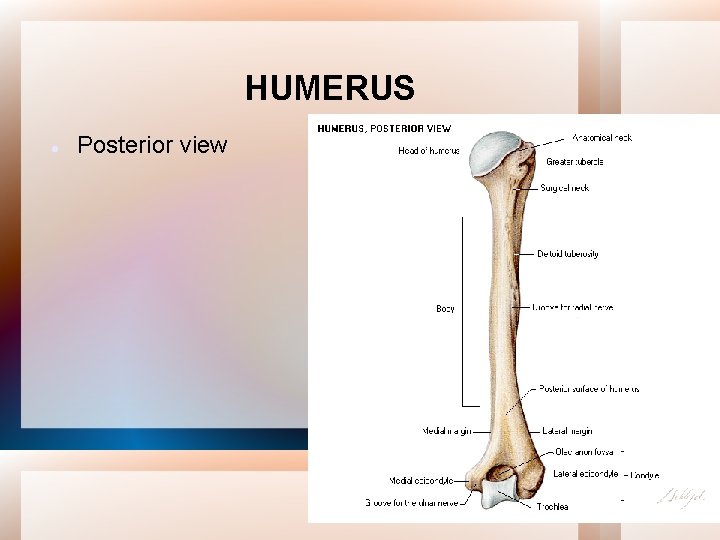 HUMERUS Posterior view 