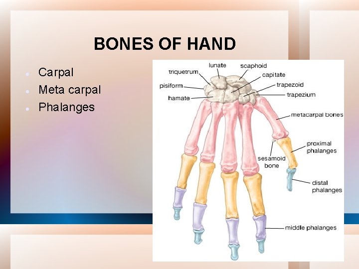 BONES OF HAND Carpal Meta carpal Phalanges 