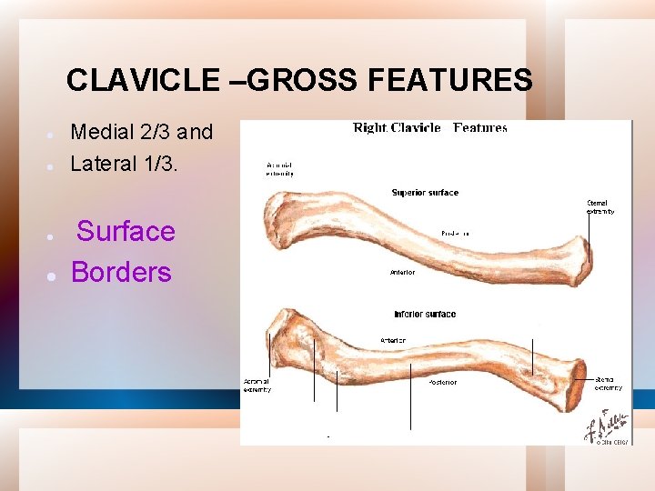 CLAVICLE –GROSS FEATURES Medial 2/3 and Lateral 1/3. Surface Borders 