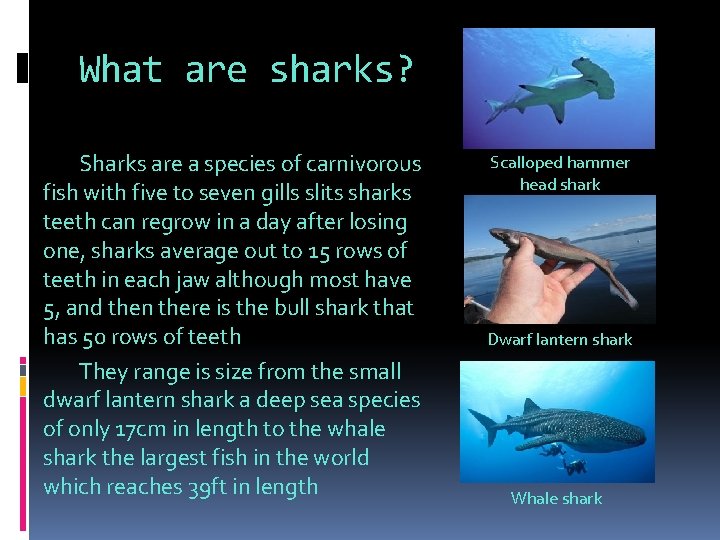 What are sharks? Sharks are a species of carnivorous fish with five to seven