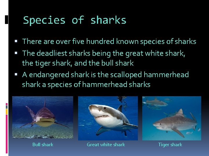 Species of sharks There are over five hundred known species of sharks The deadliest