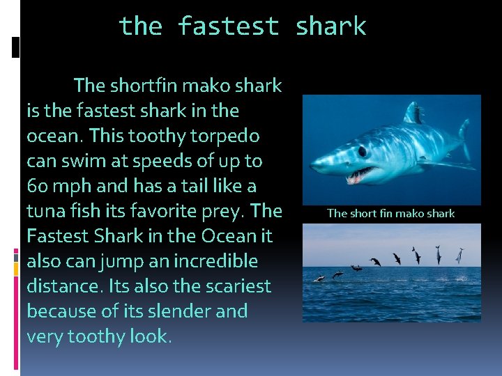 the fastest shark The shortfin mako shark is the fastest shark in the ocean.