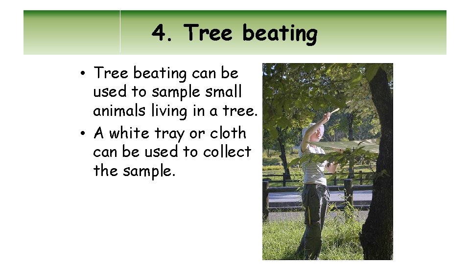 4. Tree beating • Tree beating can be used to sample small animals living