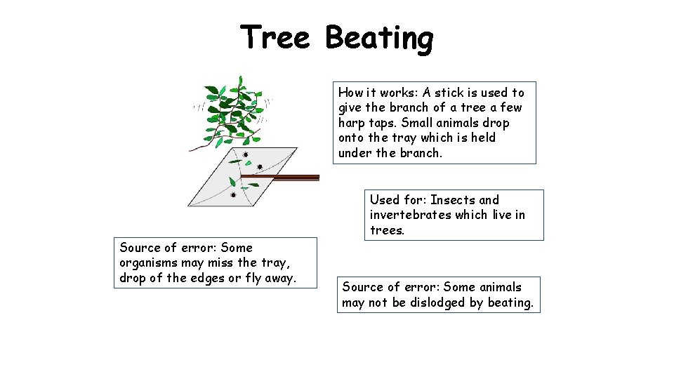 Tree Beating How it works: A stick is used to give the branch of