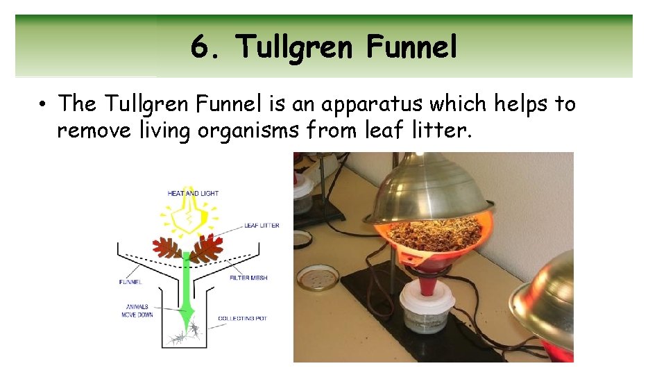 6. Tullgren Funnel • The Tullgren Funnel is an apparatus which helps to remove